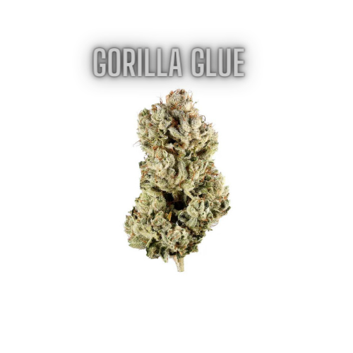 Gorilla Glue