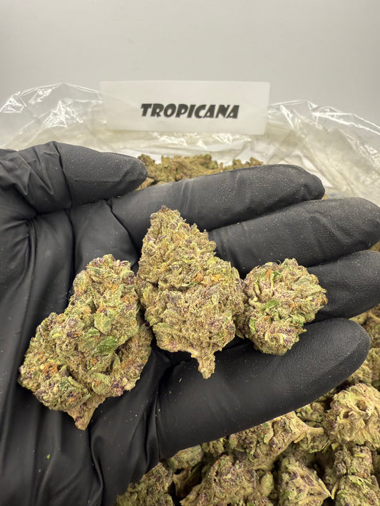 Tropicana